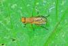 Tetanocera elata